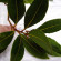 Léčivé účinky bobkového listu